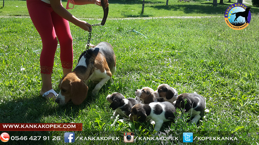 satılık beagle yavruları 20