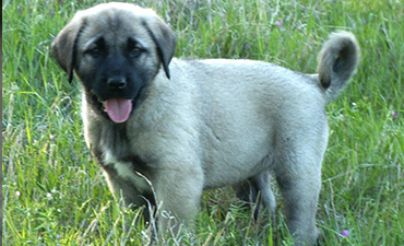 satılık yavru köpekler izmir 10